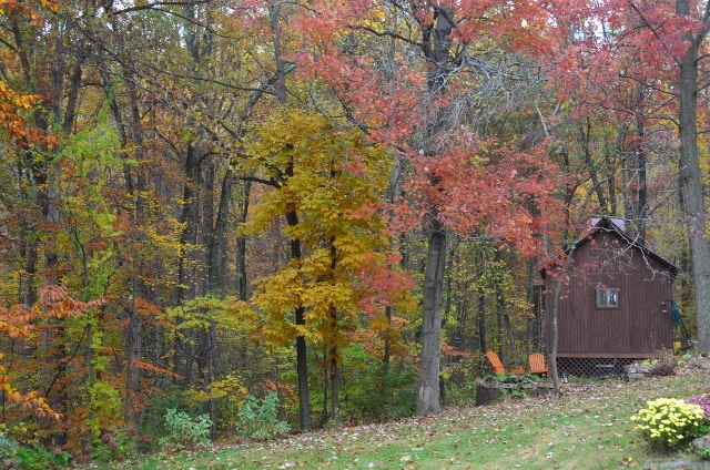 backyard 2 (640x424)