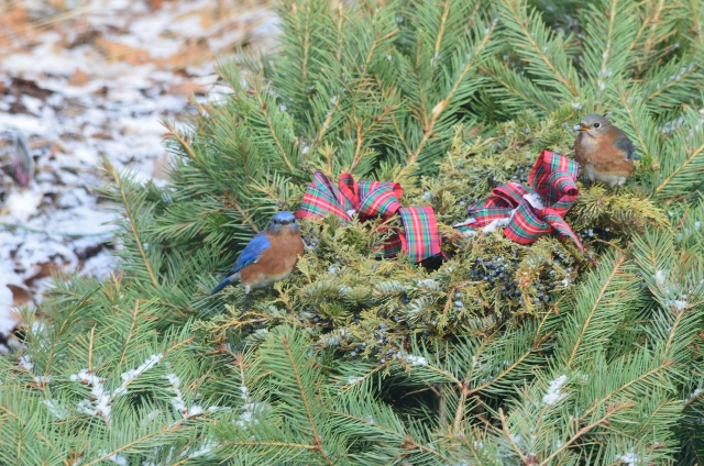 birds wreath 3 (640x424)