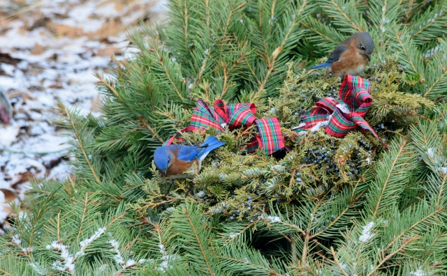 birds wreath (640x396)