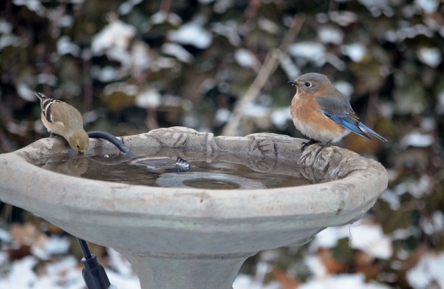 bluebird and goldfinch (640x417)