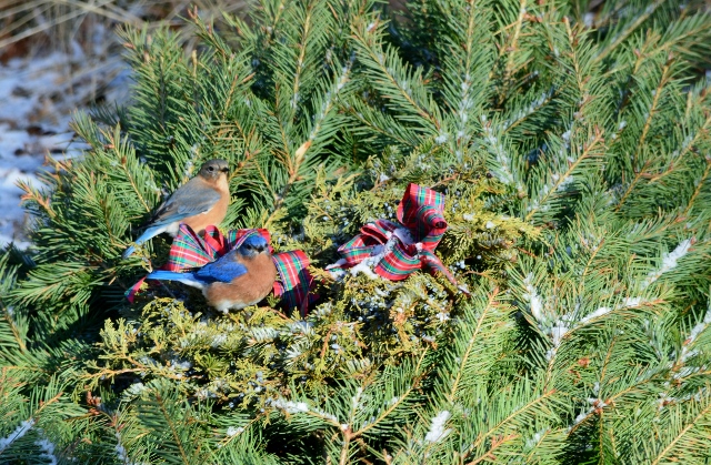bluebirds wreath (640x419)