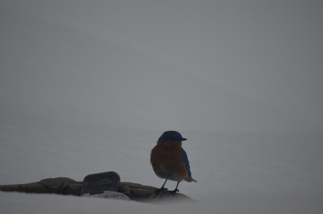 bluebird