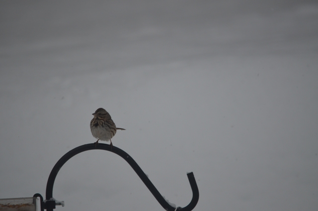 song sparrow