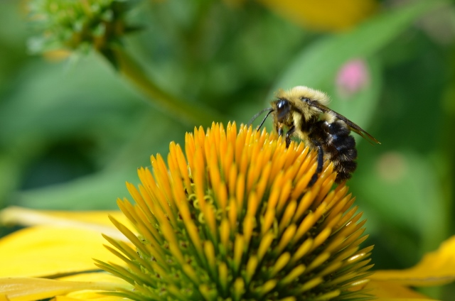 bee on cone flower (640x424)