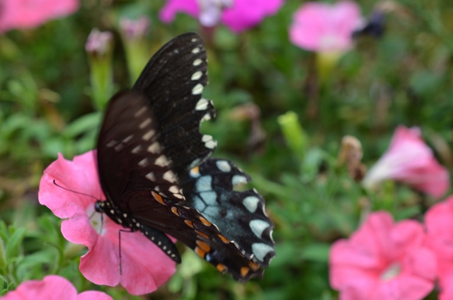 spice bush butterfly (640x424)