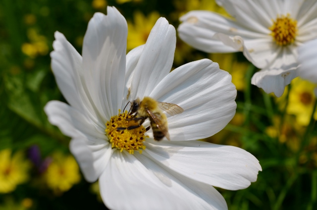 bee on cosmos (640x424)