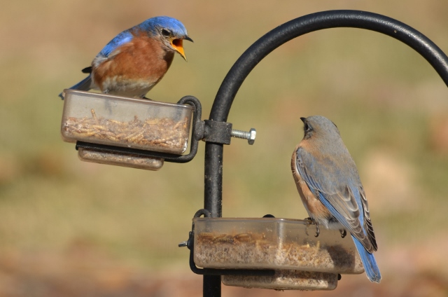 bluebird pair (640x424)