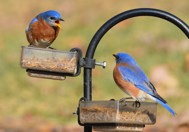 bluebird squawk (640x447)