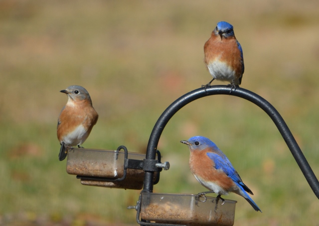 bluebirds (640x453)
