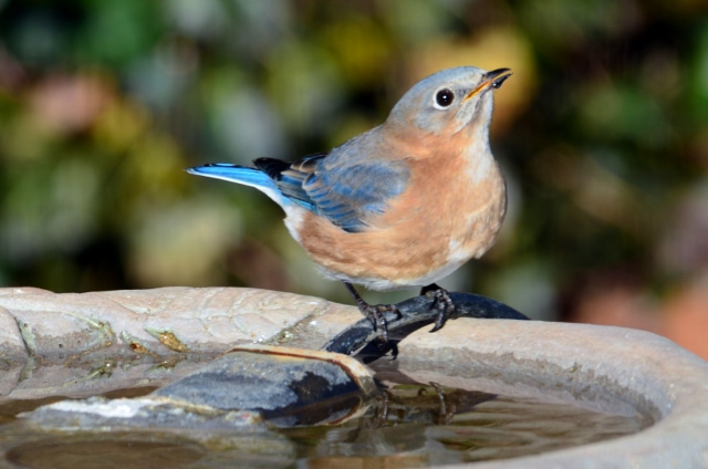 female BB on birdbath (640x424)
