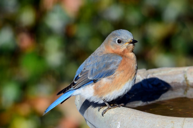 female bluebird (640x424)