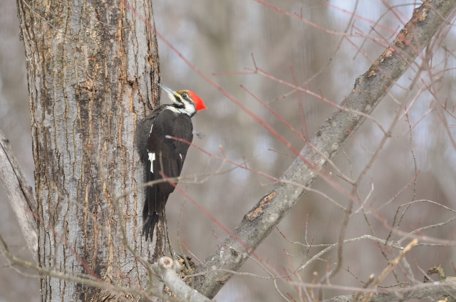 pileated 2 (640x424)
