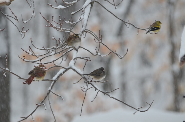 four birds (640x424)