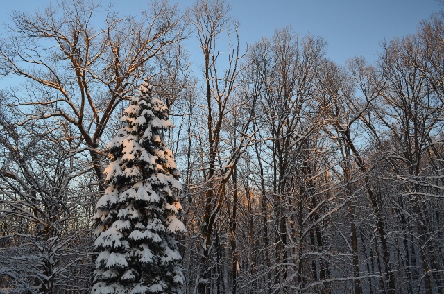 morning light (640x424)