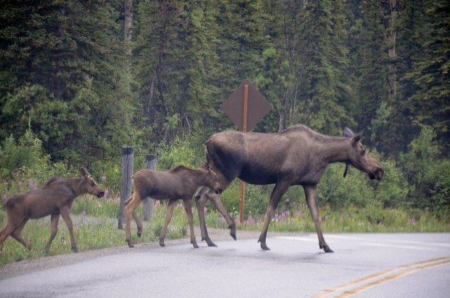 moose and calves (640x424)
