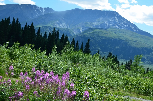 mountains flowers (640x424)