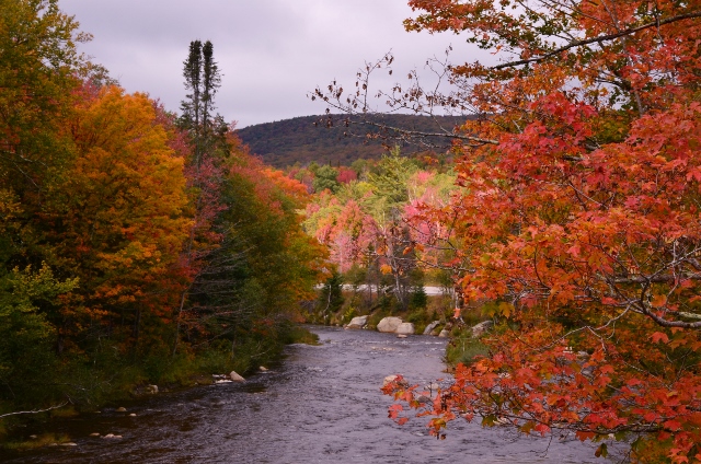 NH leaves 2 (640x424)