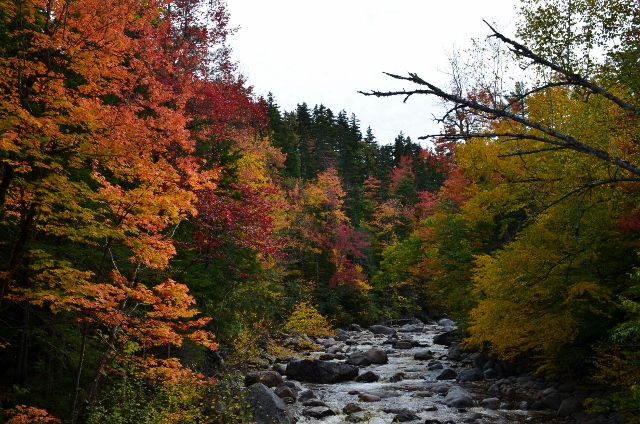 NH Leaves 5 (640x424)