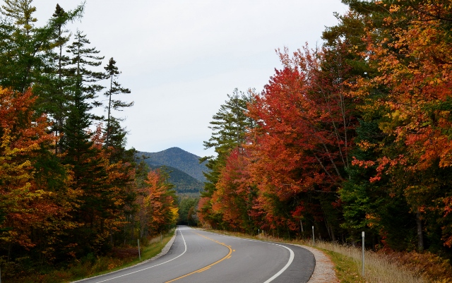 NH leaves 8 (640x401)