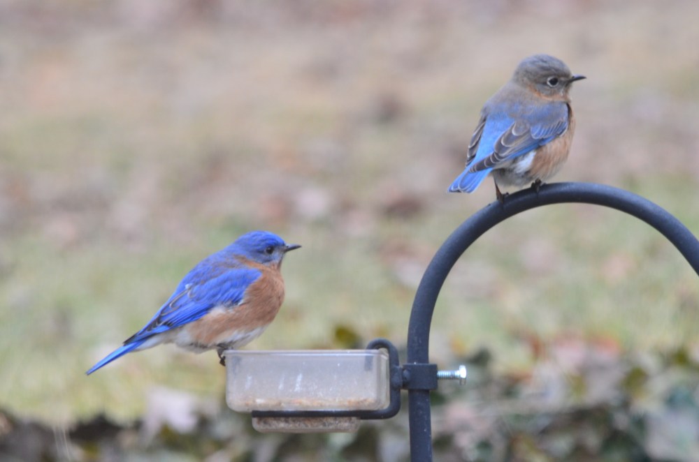 bluebirds cropped