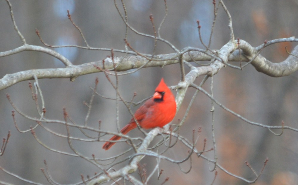 male cardinal